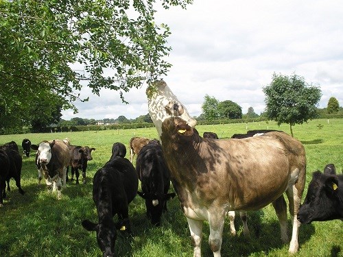 cow enjoying the tree's vegetation