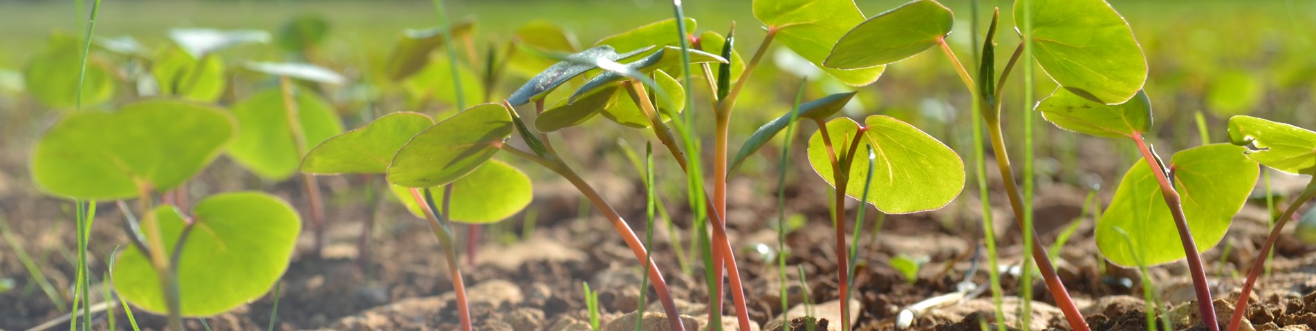 Buckwheat Intercrop.JPG