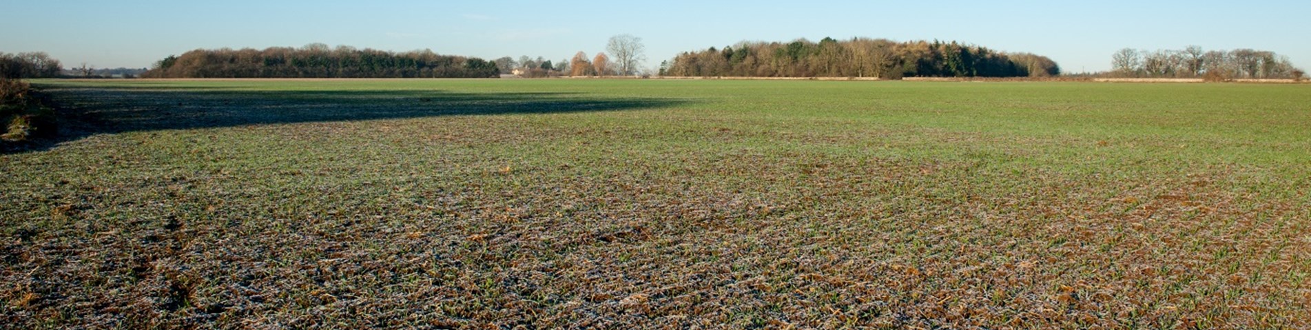 field2.jpg