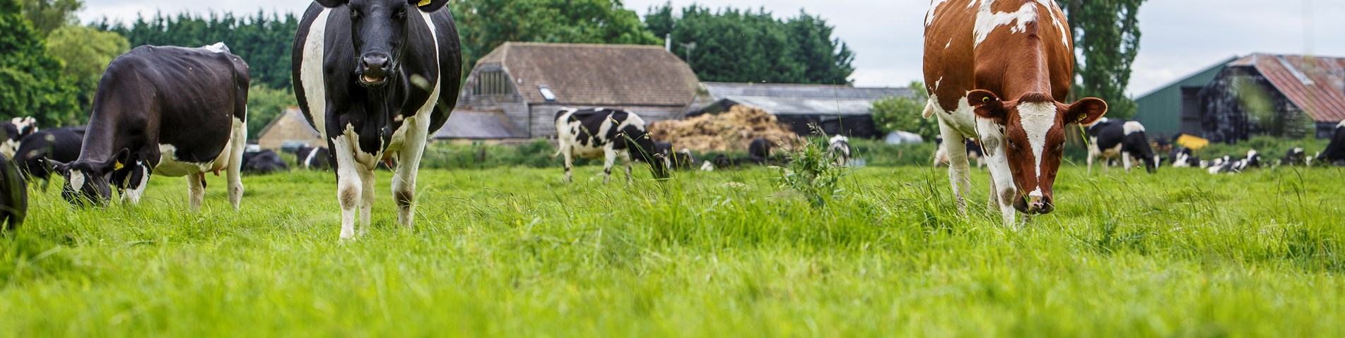 farm.jpg (1)