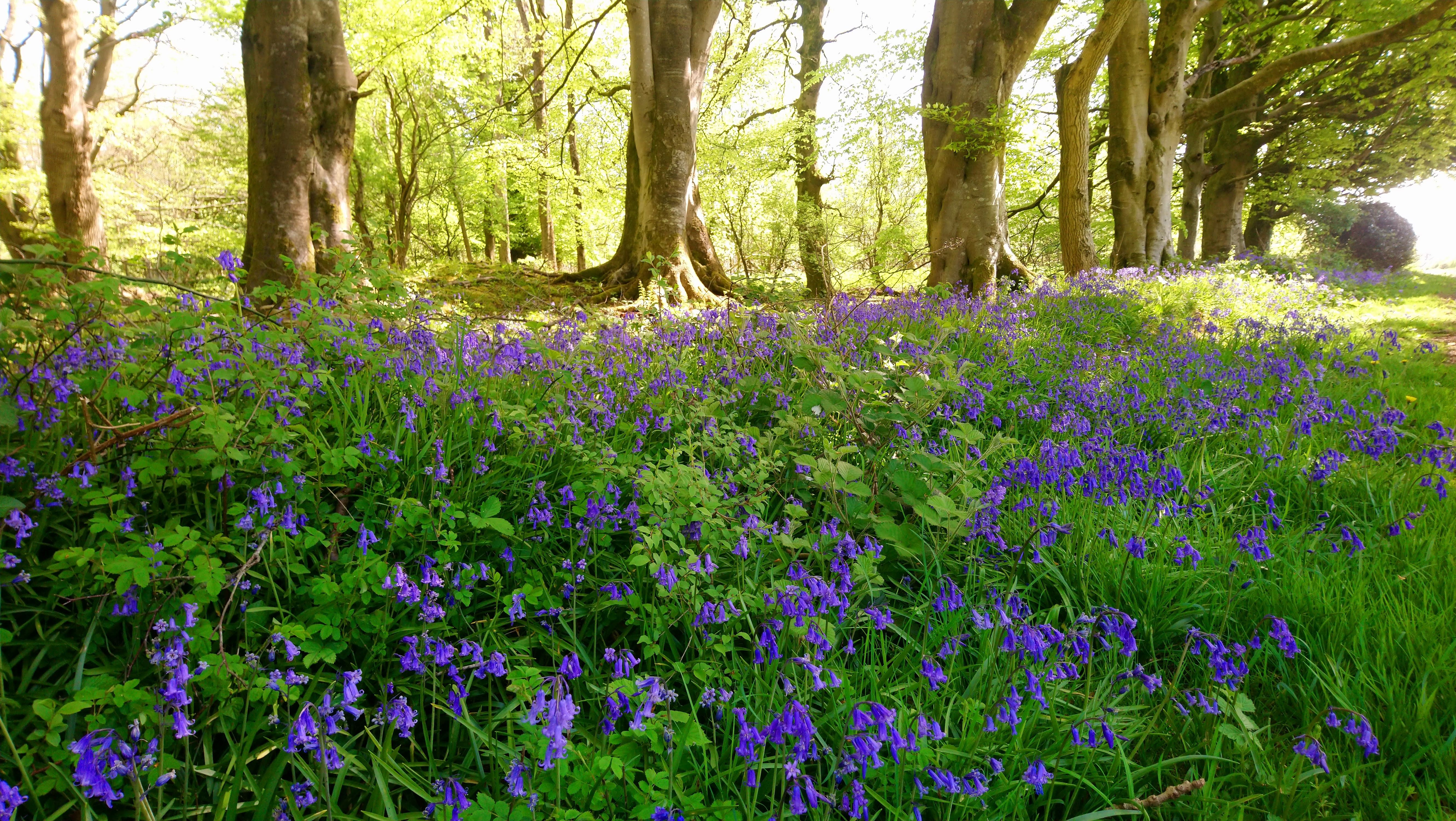 FSC Ecosystem Services course