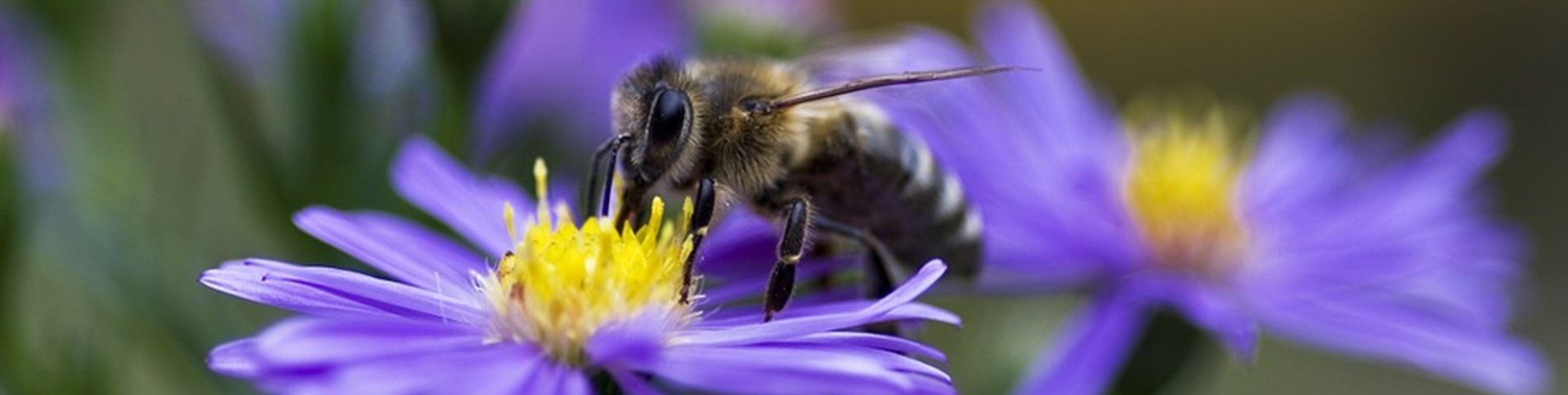 Purple-Autumn-Aster-Honey-Bee-Violet-Honeybee-Bee-960913.jpg