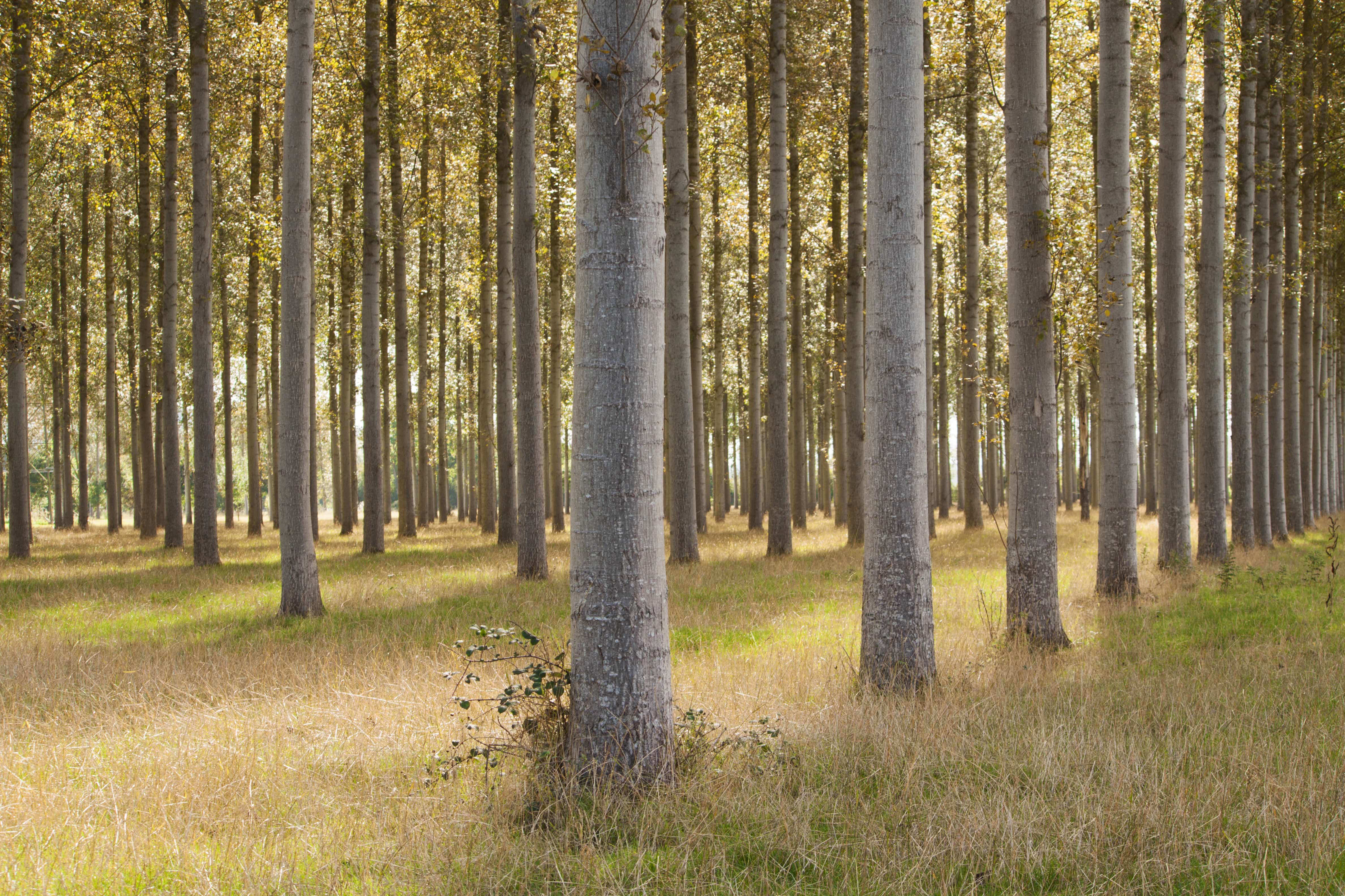 10 facts about trees
