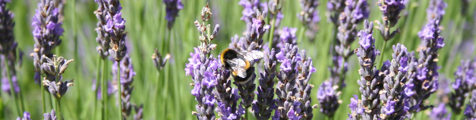 Pollinators