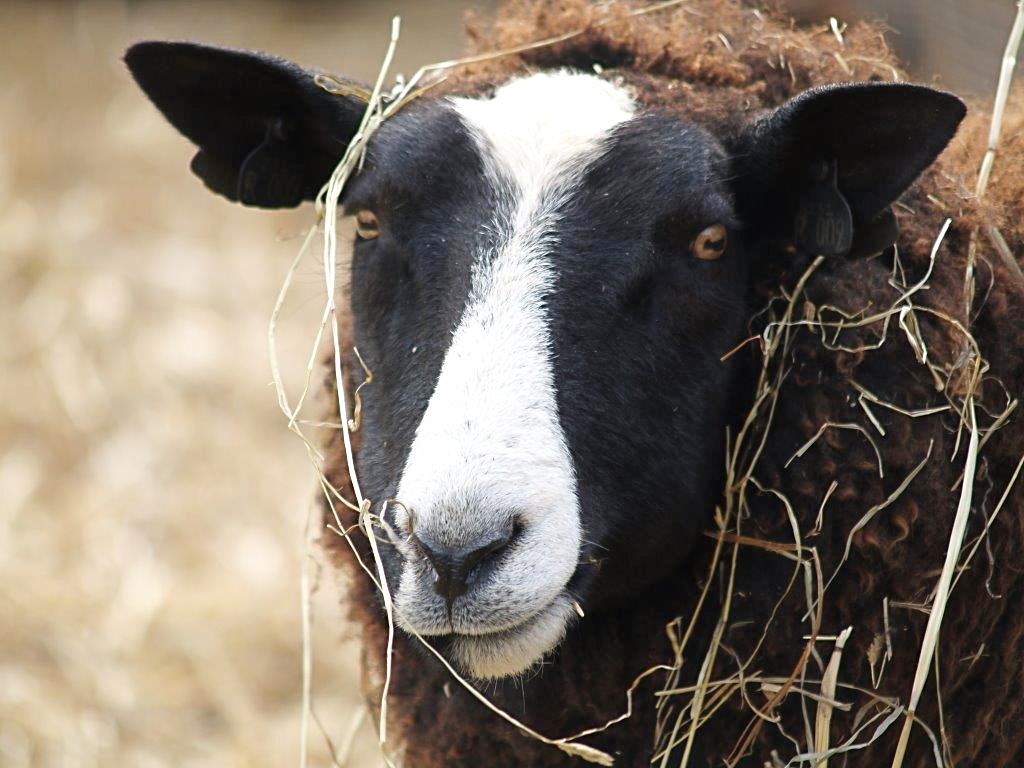 Why choose organic farming certification?