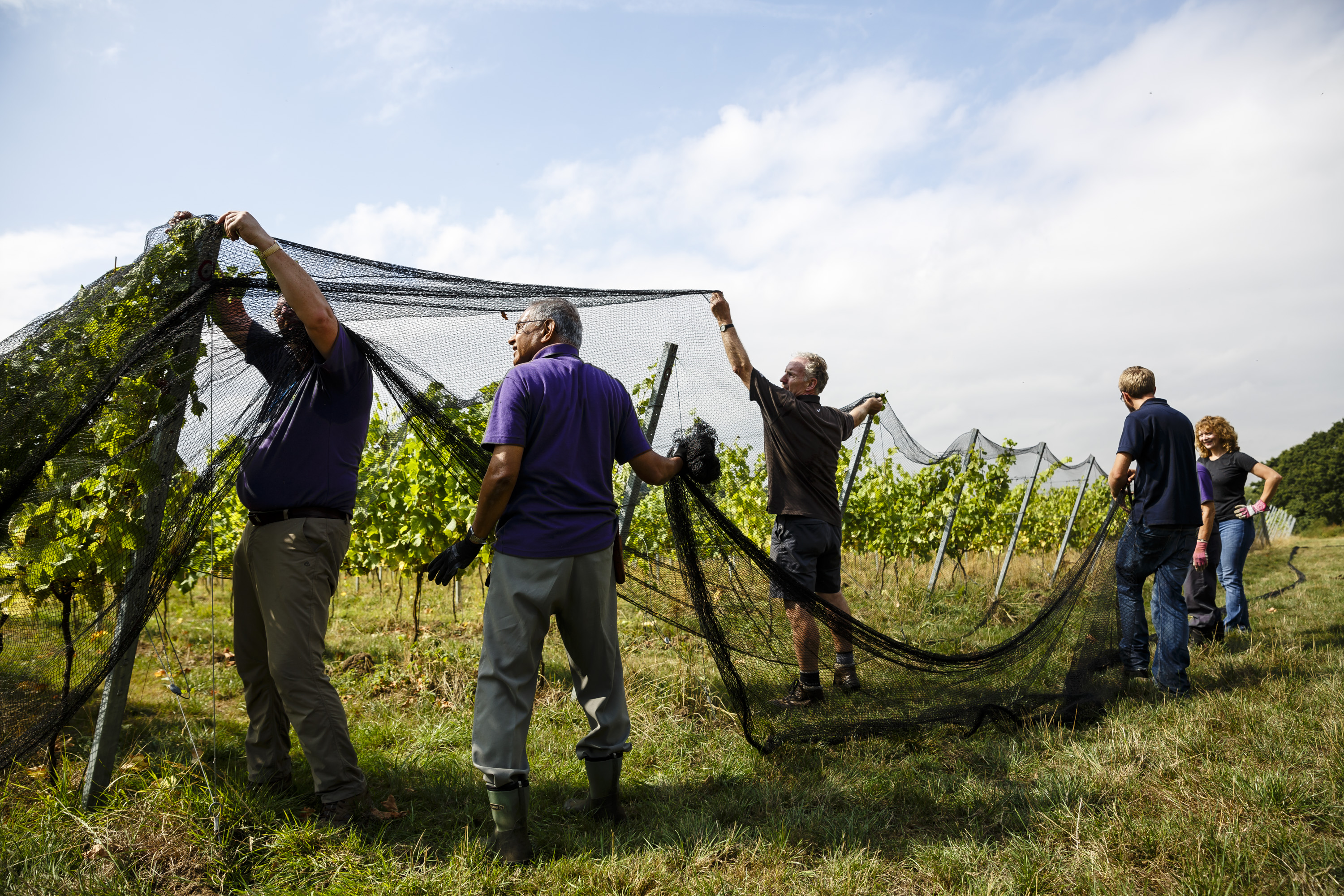 forty hall vineyard protecting their grapes