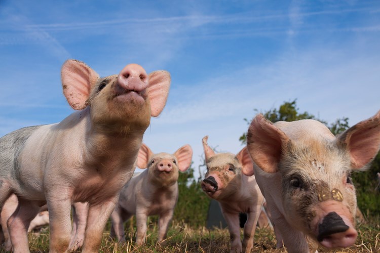 pigs out in the open