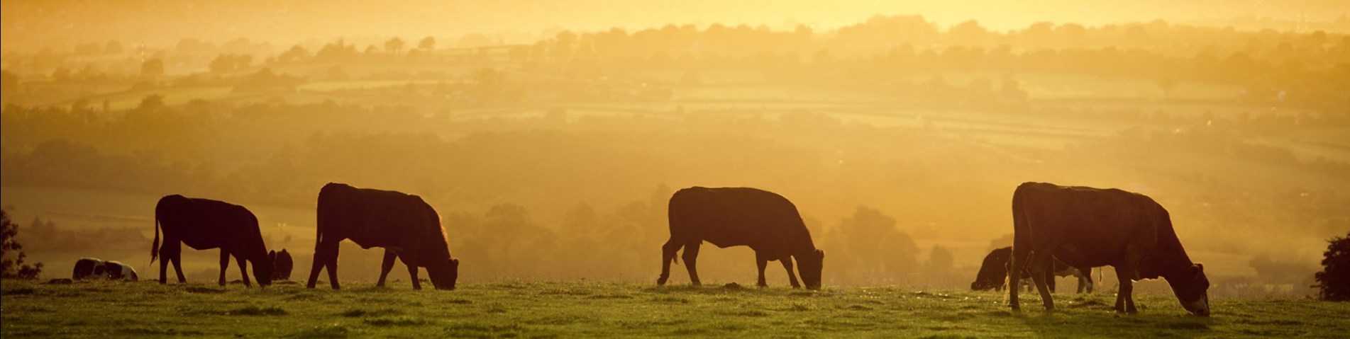 Cows at dusk