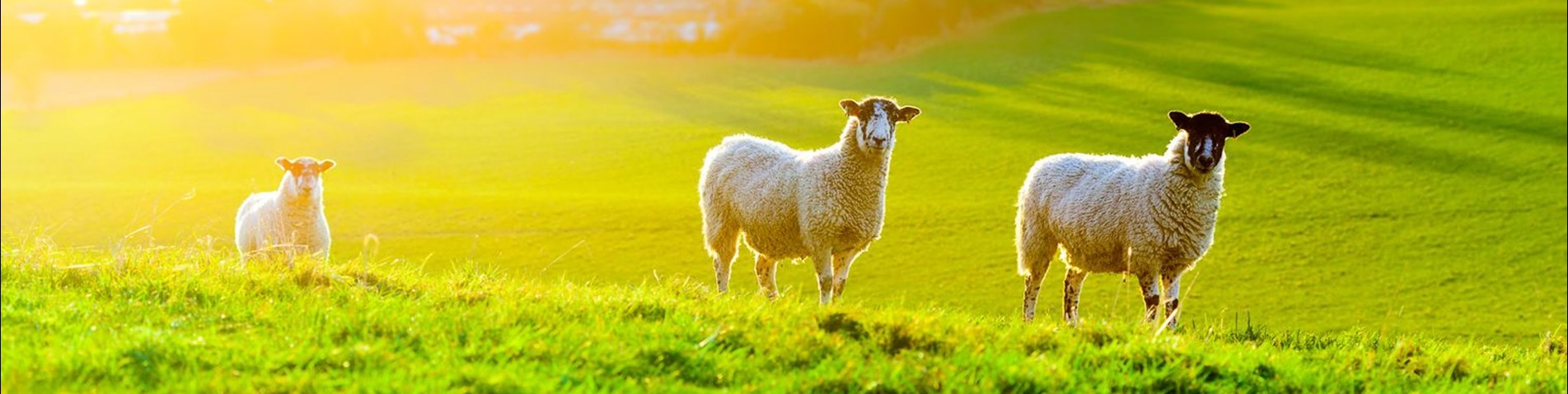 Sheep (1)