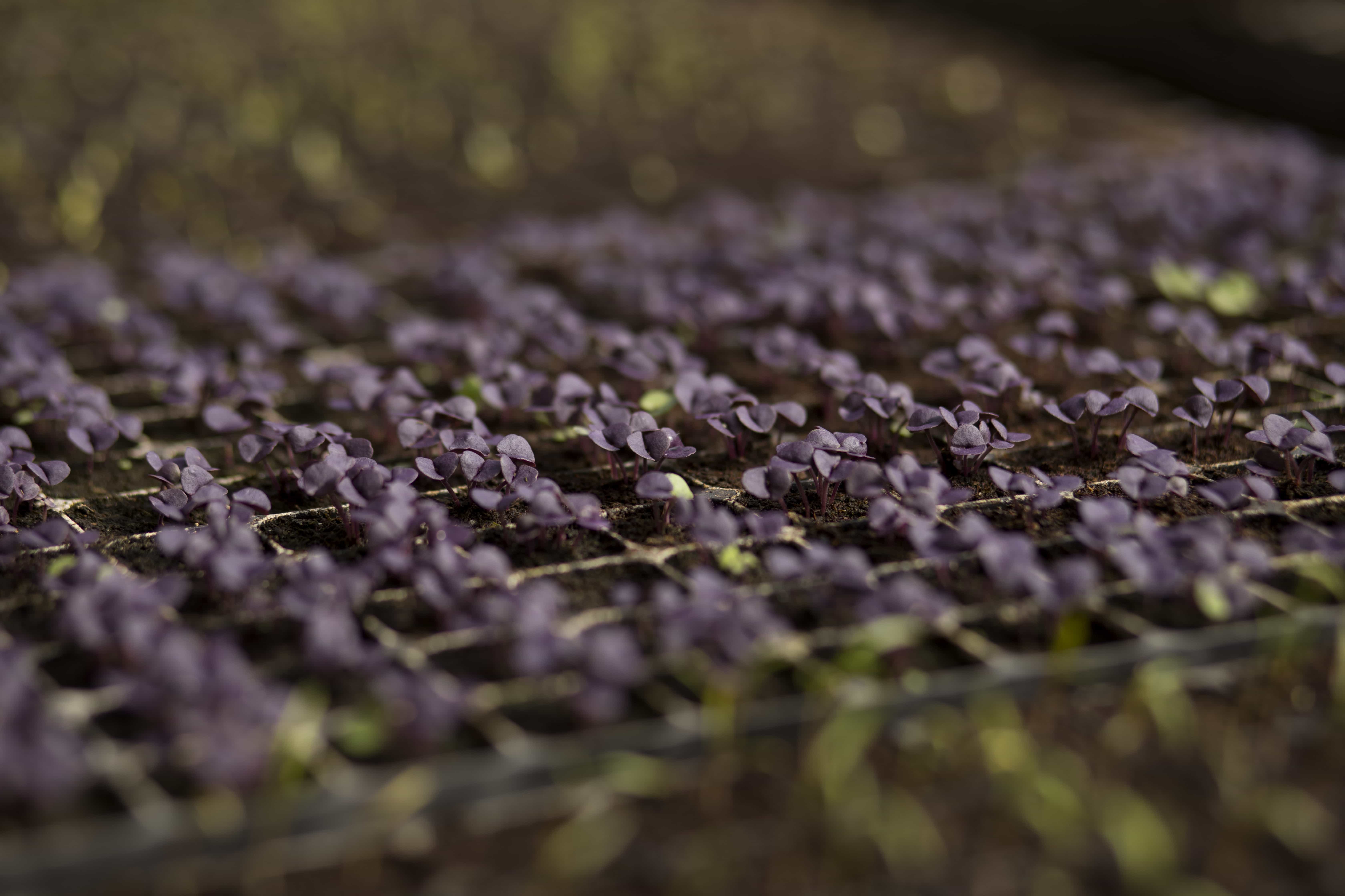 Non-organic seed derogation update