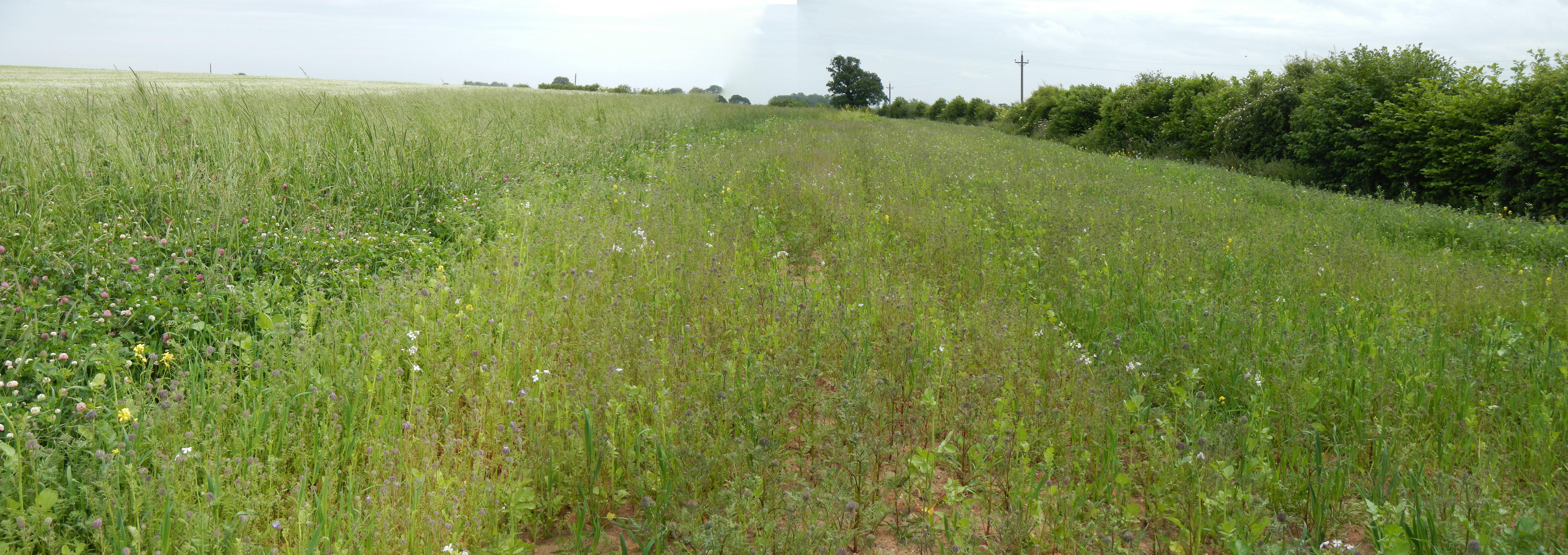 Summer update on the Sustainable Farming Incentive (SFI)