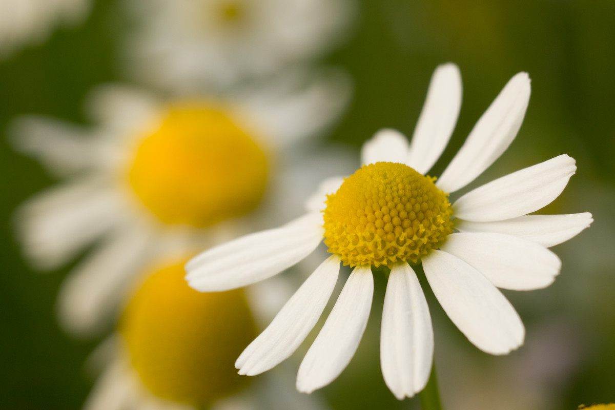 Chamomile flower