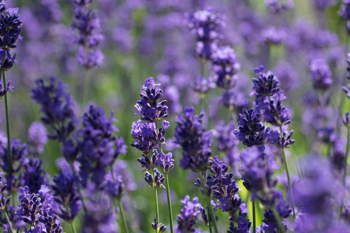 Lavender flowers