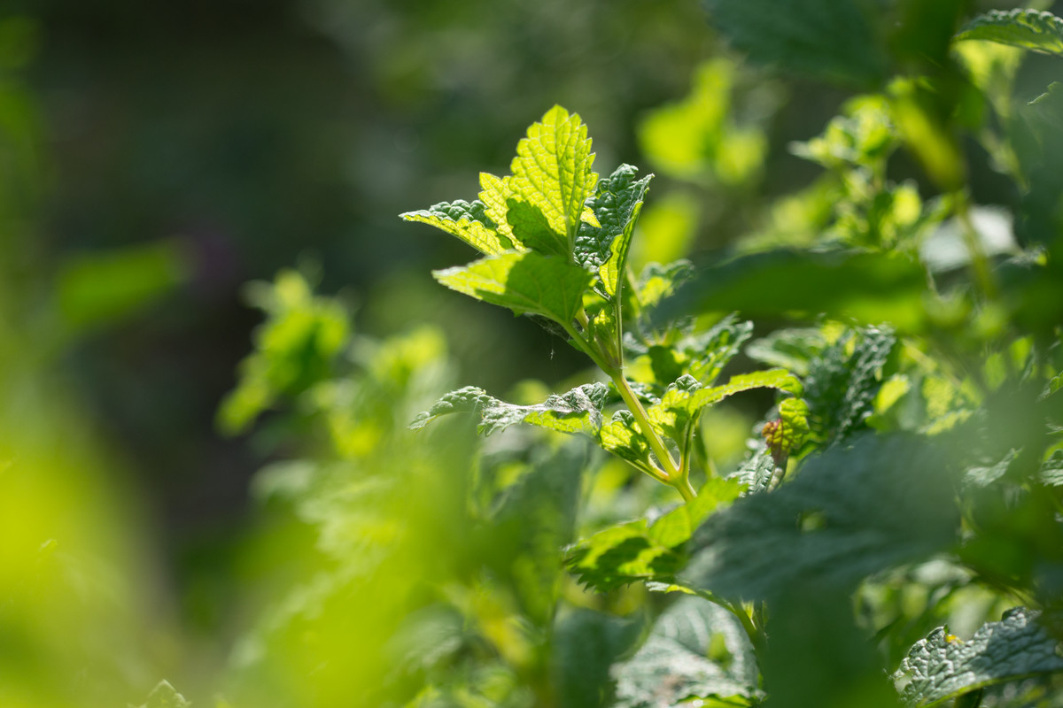 The UK's top 7 hedgerow herbs to forage