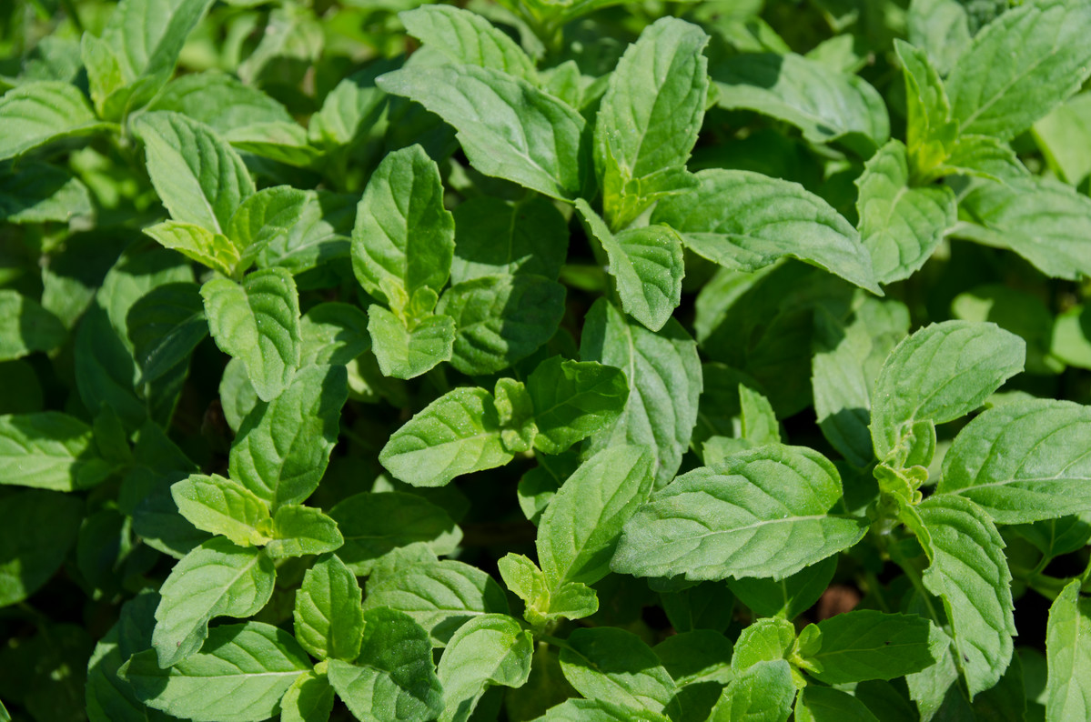 Mint plant