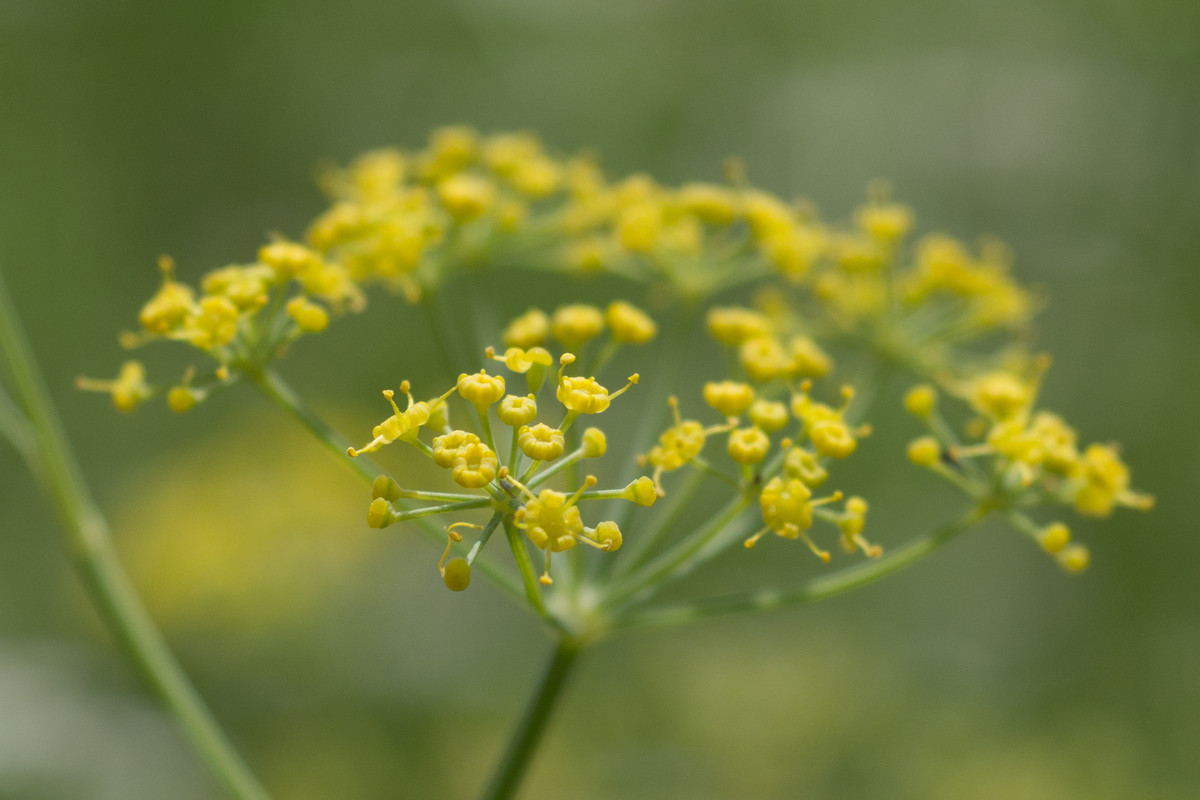 Fennel plant