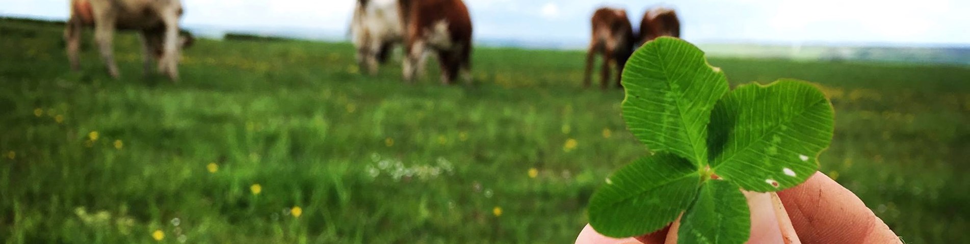 MossgielFarmImage2 banner.jpg