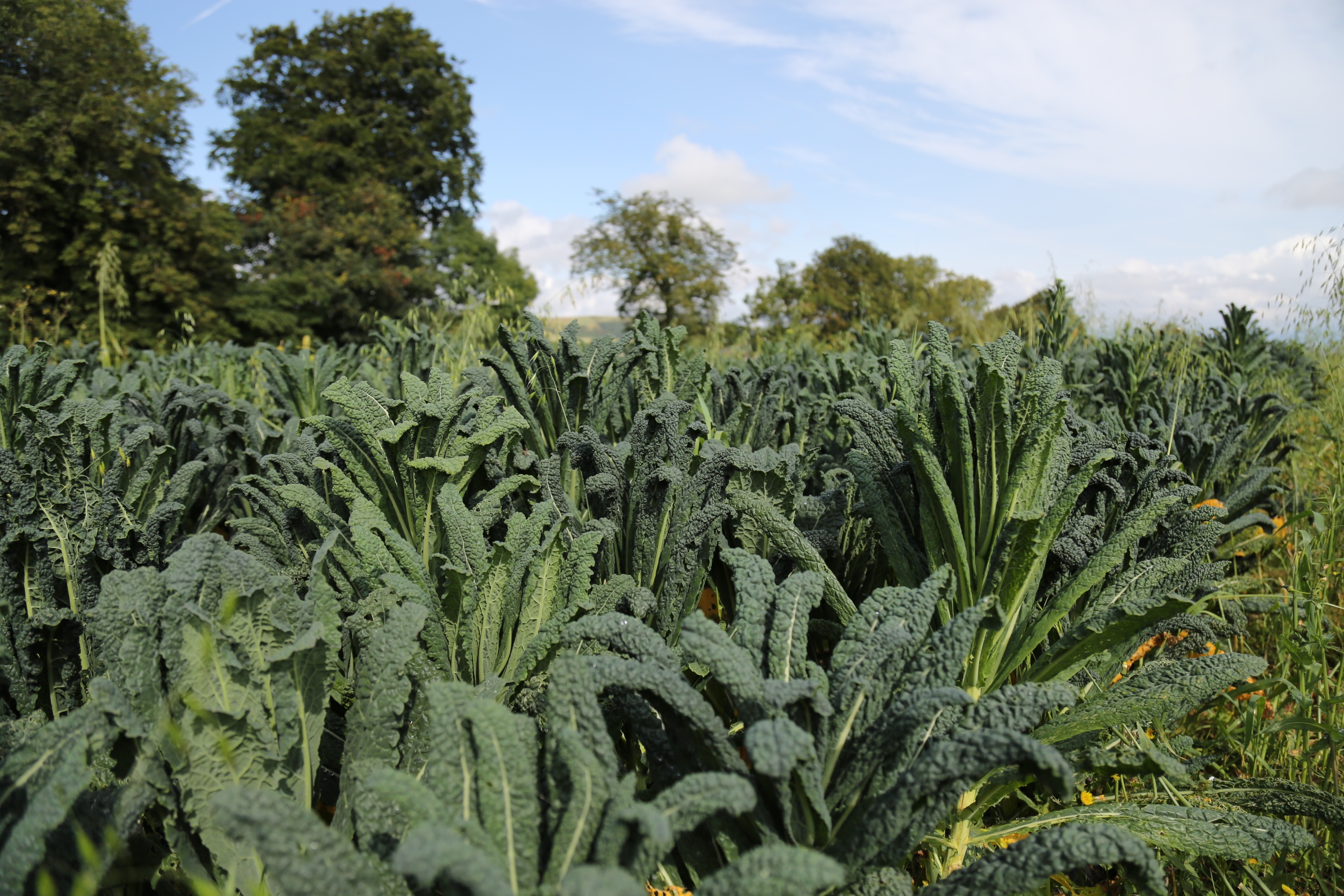 Less Toil, Better Soil