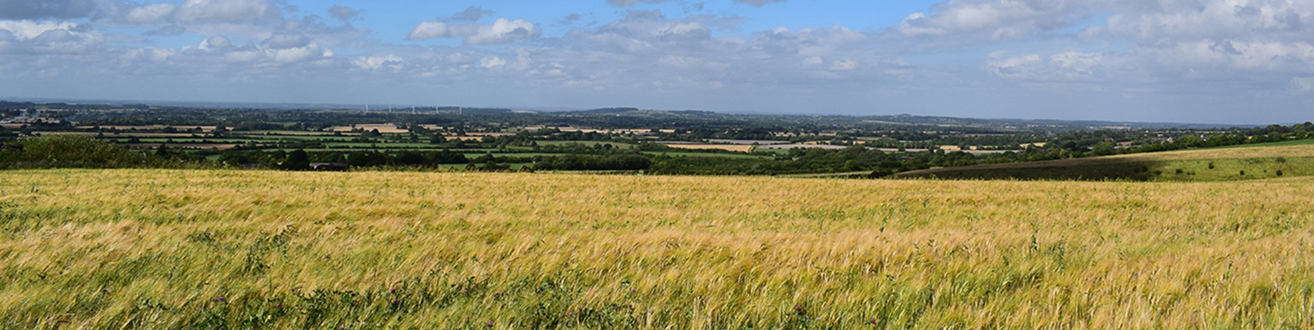 field countryside.jpg