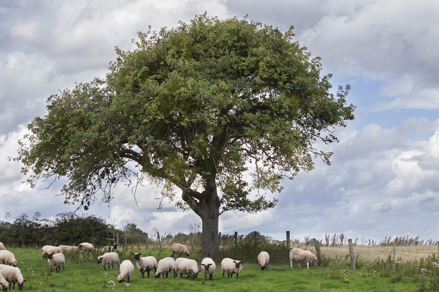 agroforestry at shawl court farm