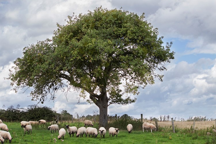 sheep and trees