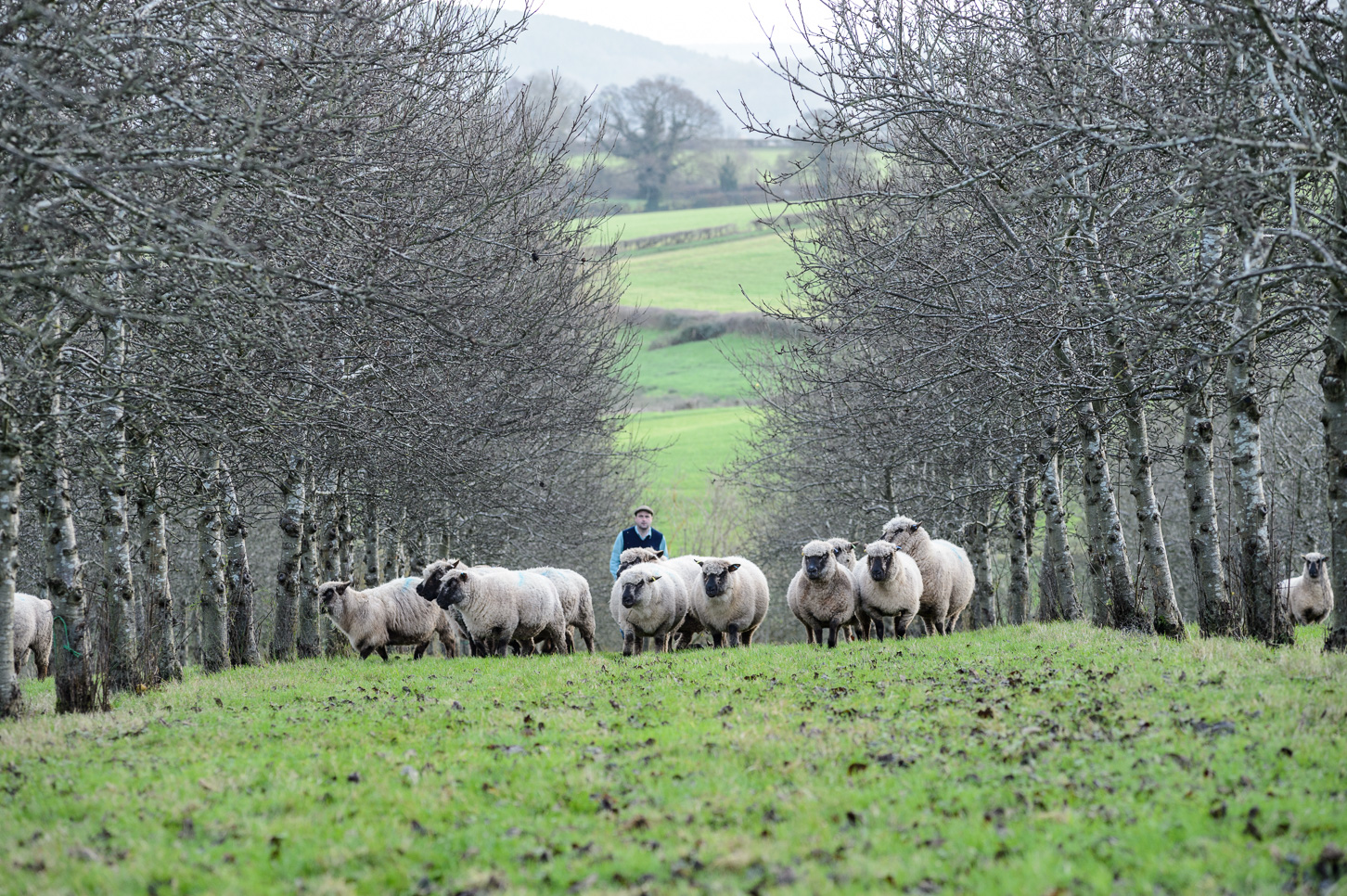 What is agroforestry?