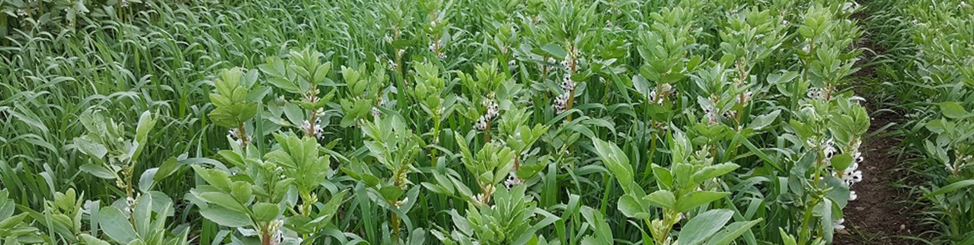 JHI_bean-wheat_1web size.jpg