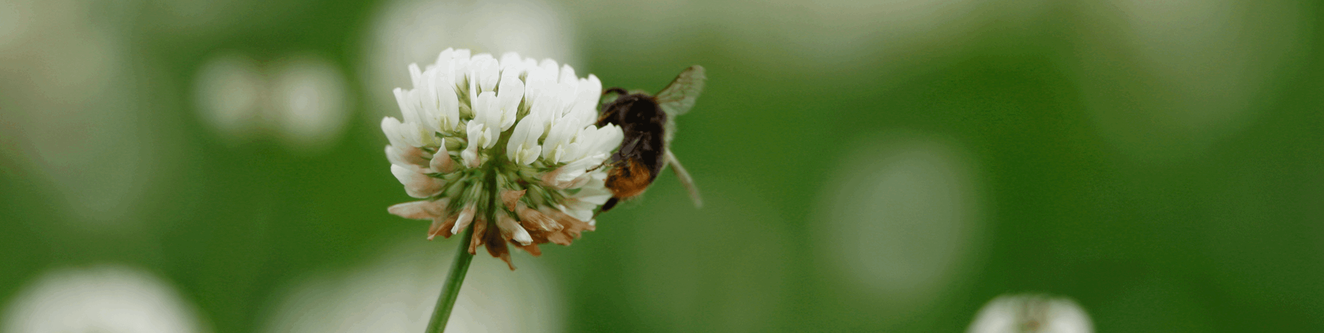 bee on clover from website Rhiannon Davis.png (1)