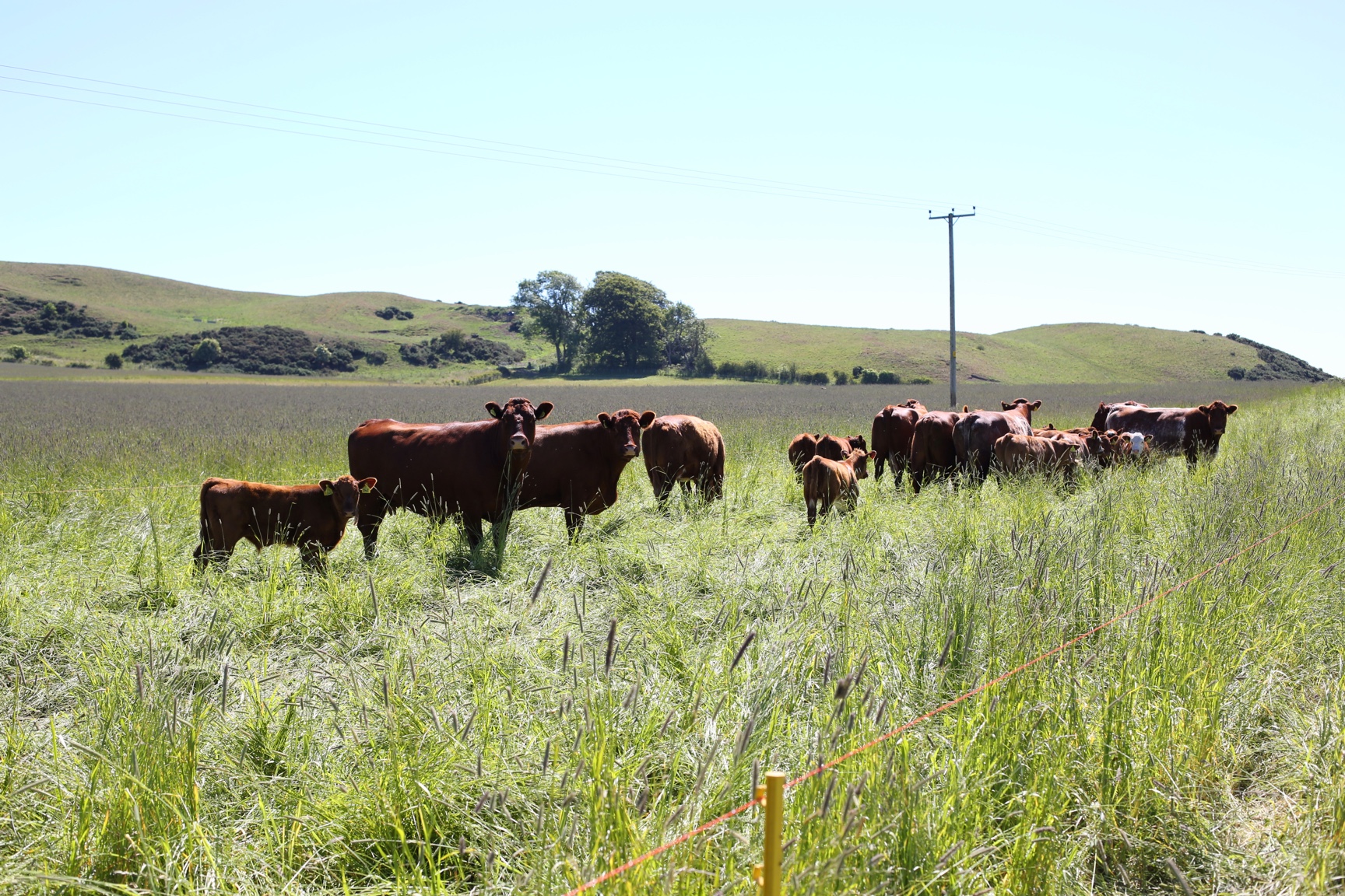 Mob Grazing Scotland