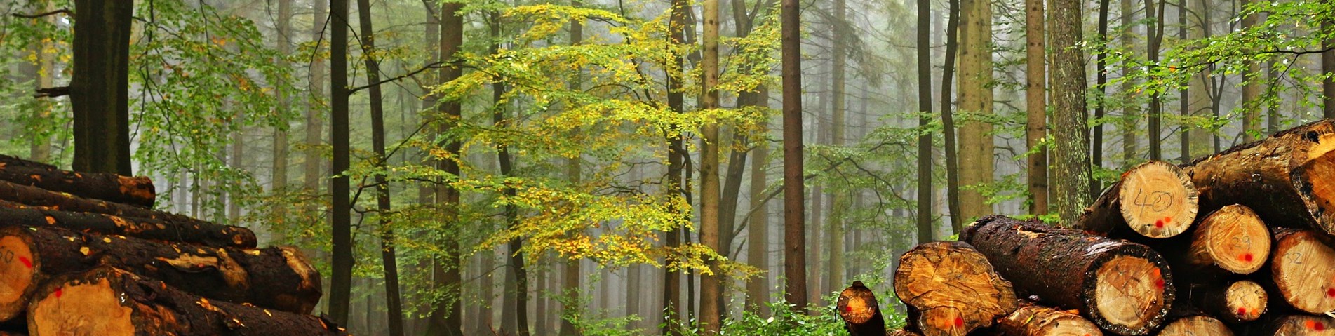 cut wood.jpg
