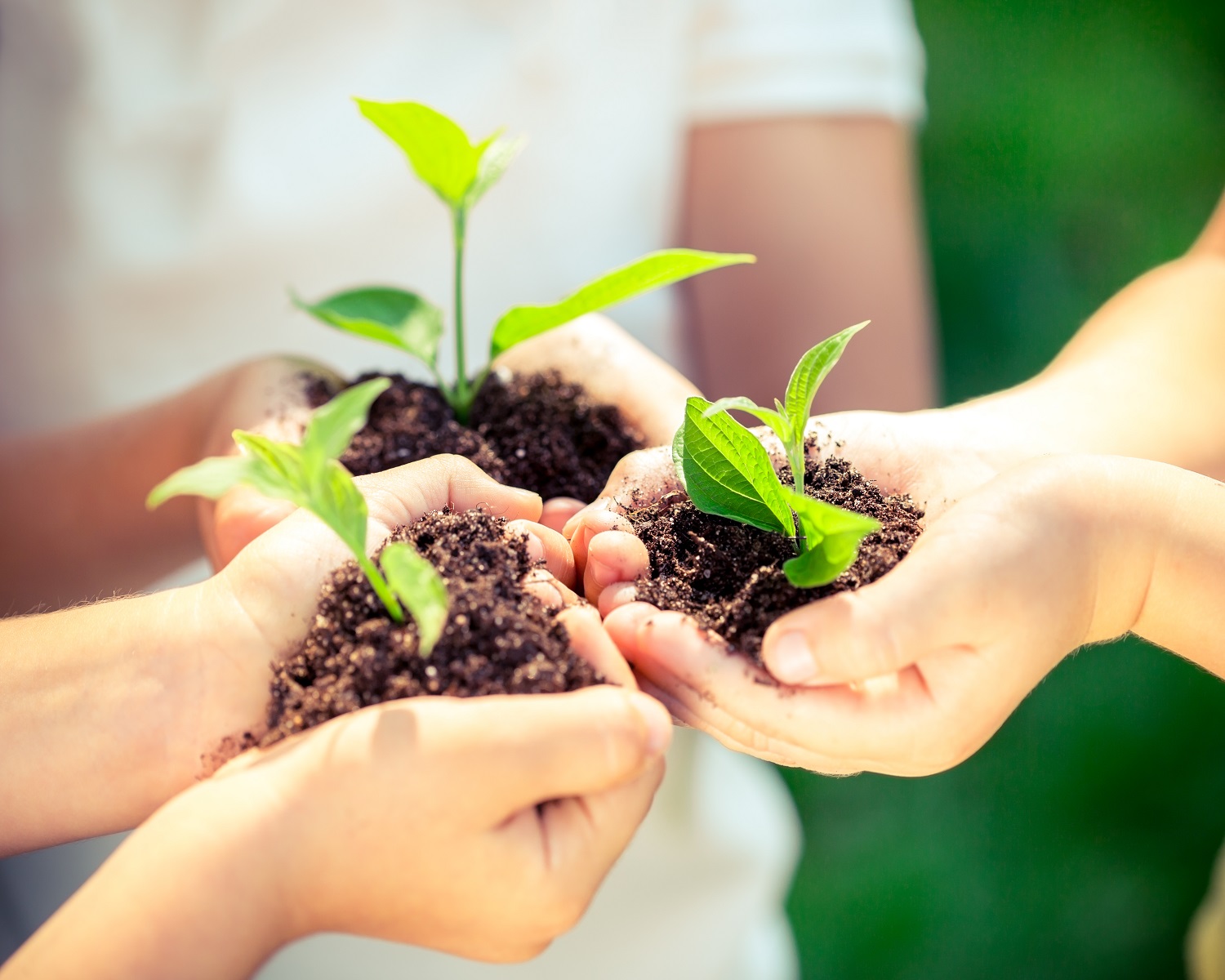 soil and plants in hands