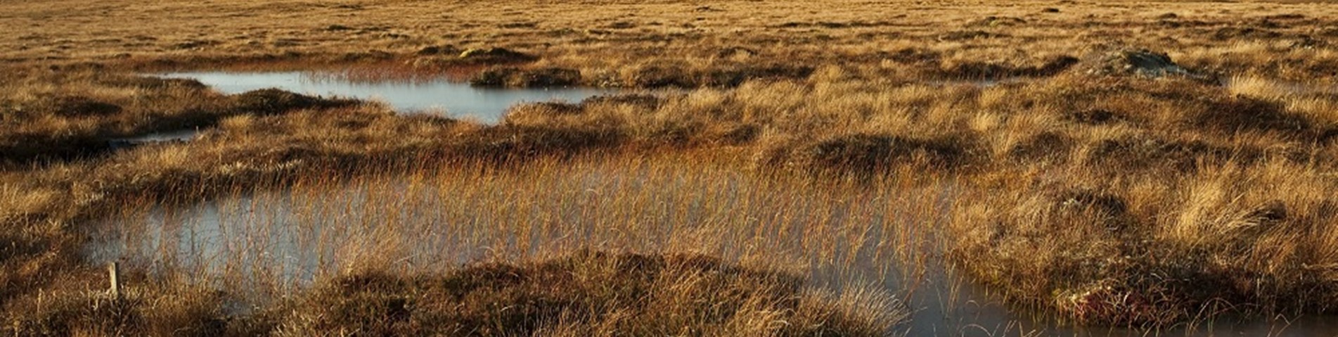 rspb peatland web size.jpg