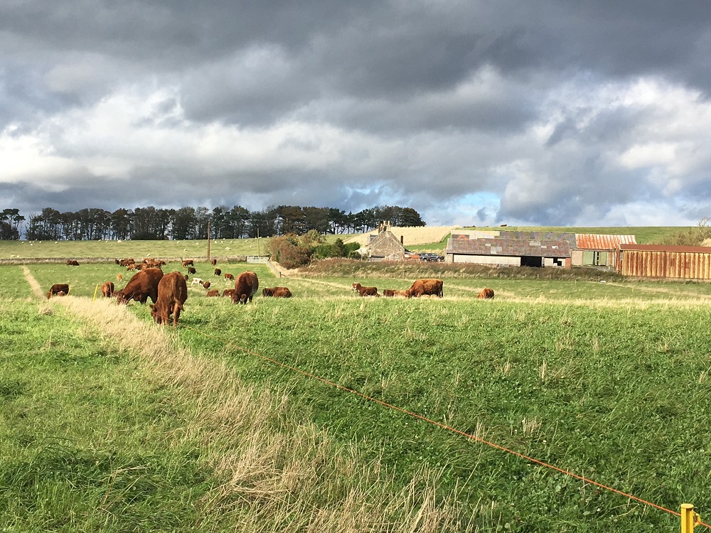 First Mob Grazing meeting Oct 4 2018