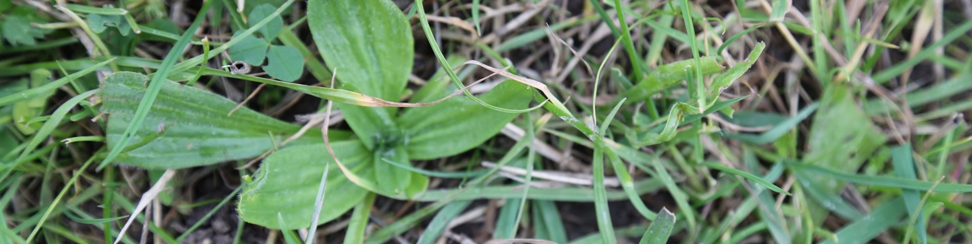 3GrassSeedMixesFLOct2018_72dpi.JPG