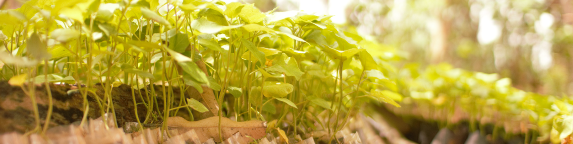 Plants.PNG