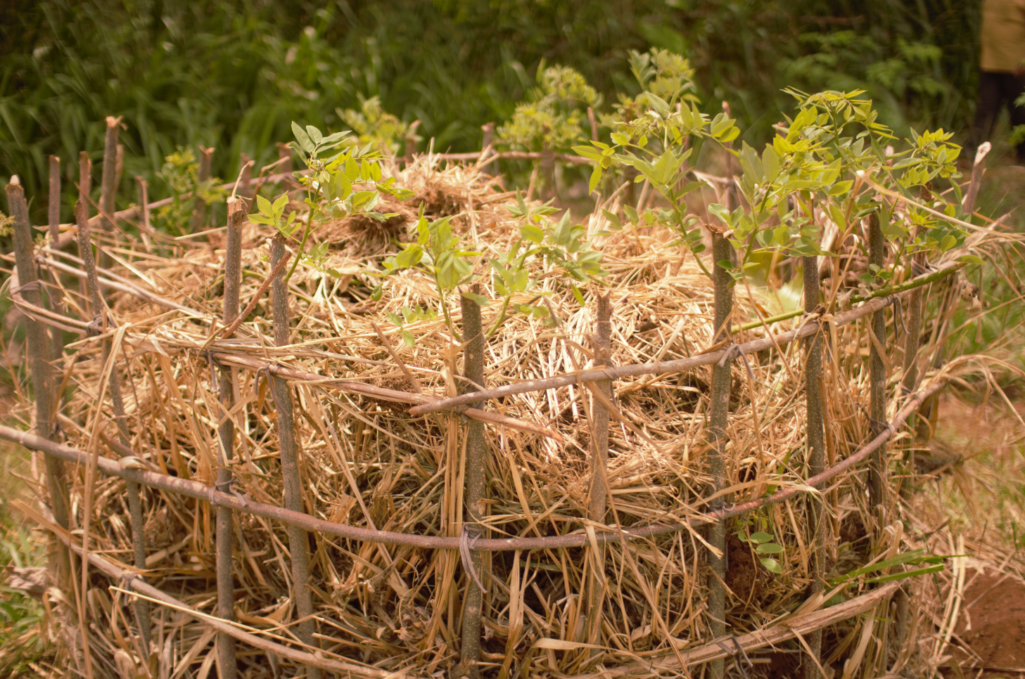 composting guinea grass