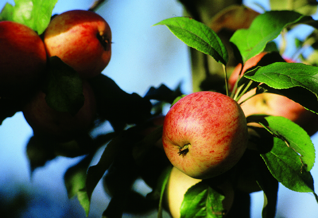 apple hanging from tree