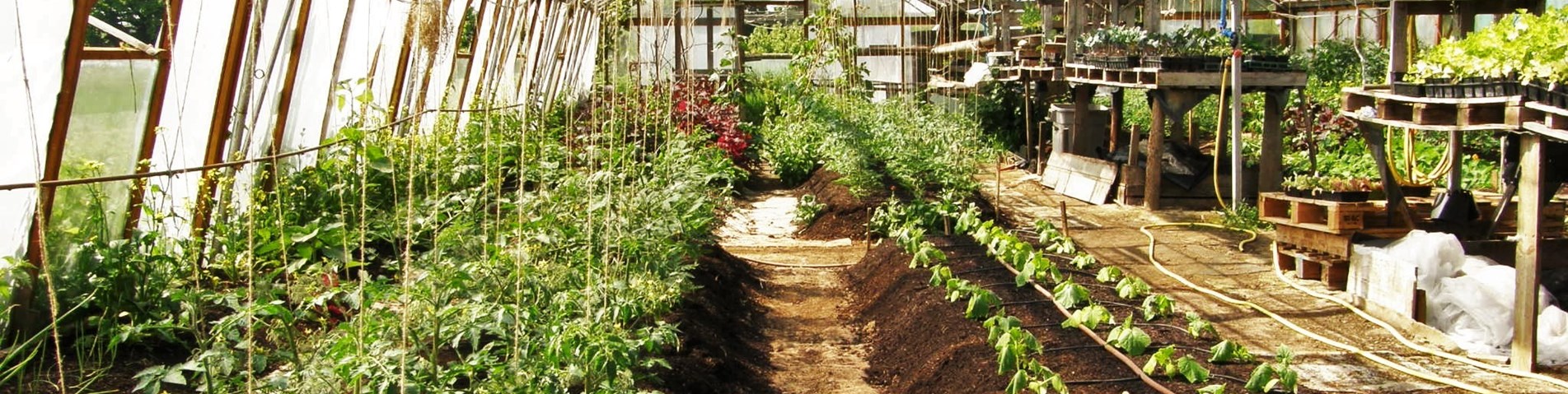 Bengrove Greenhouse.jpg