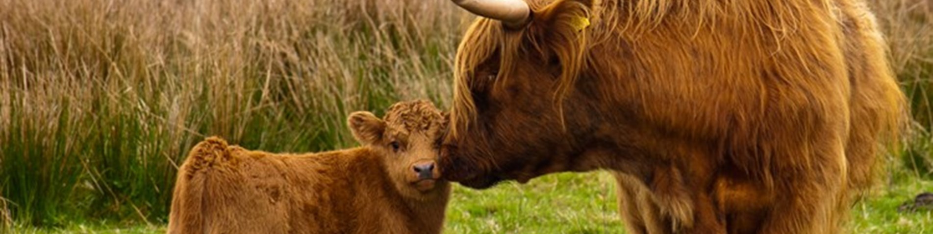 Cairn Hill cattle.jpg