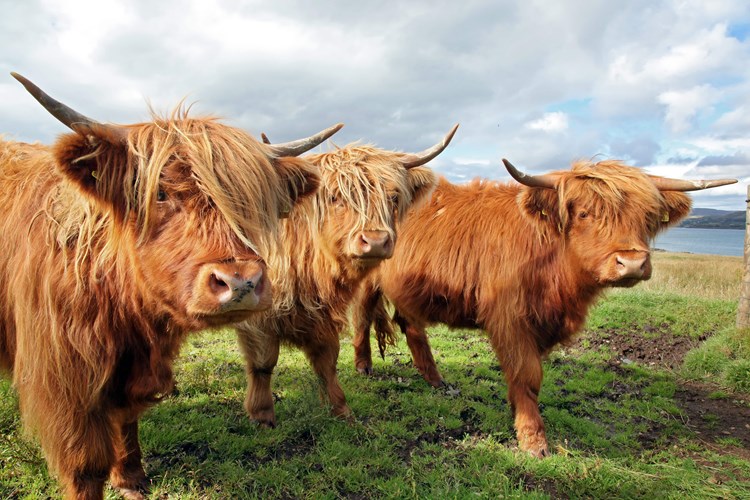 Highland cows