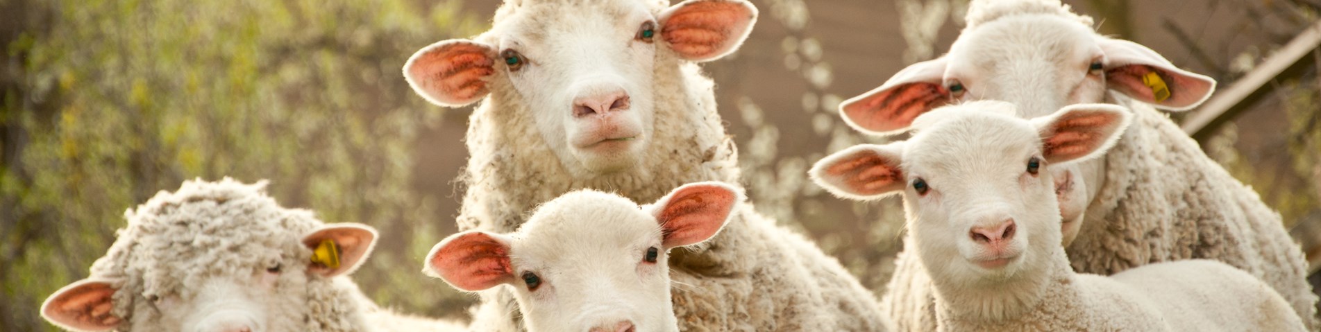 curious sheep.jpg