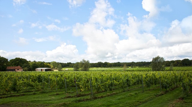 oxney vineyards