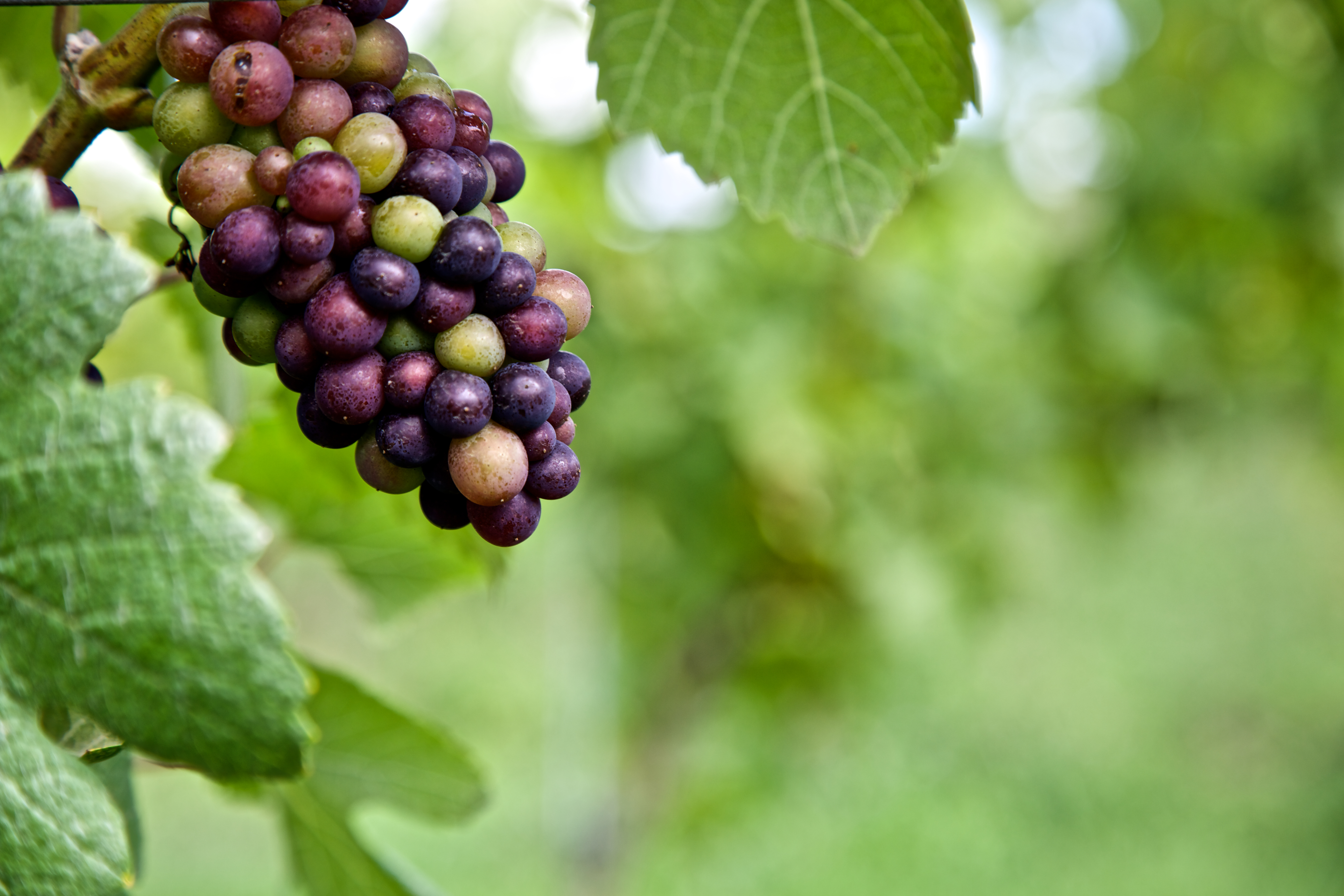 Organic wine