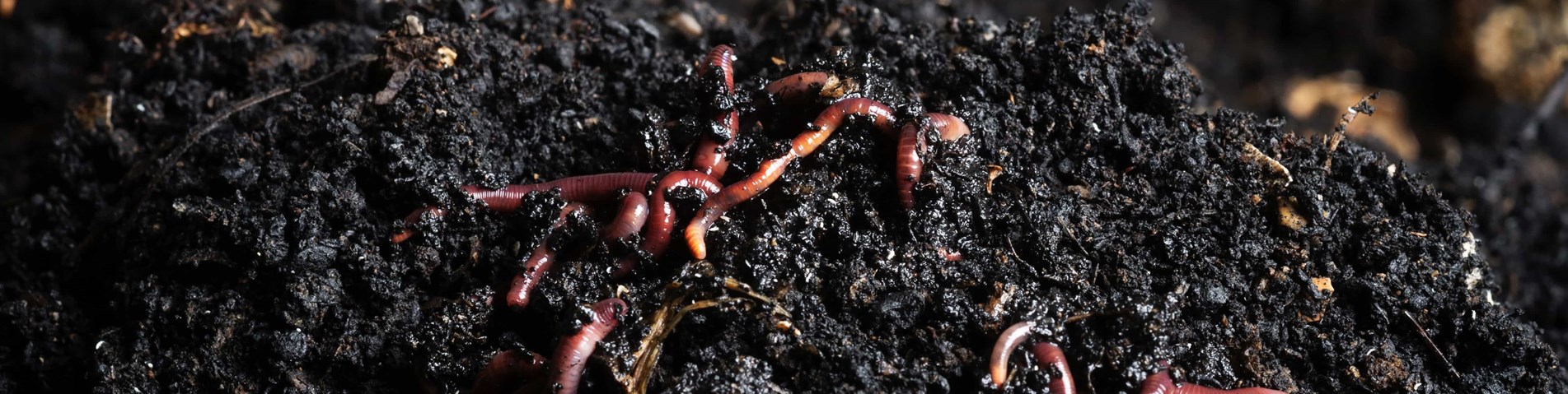 Compost and worms