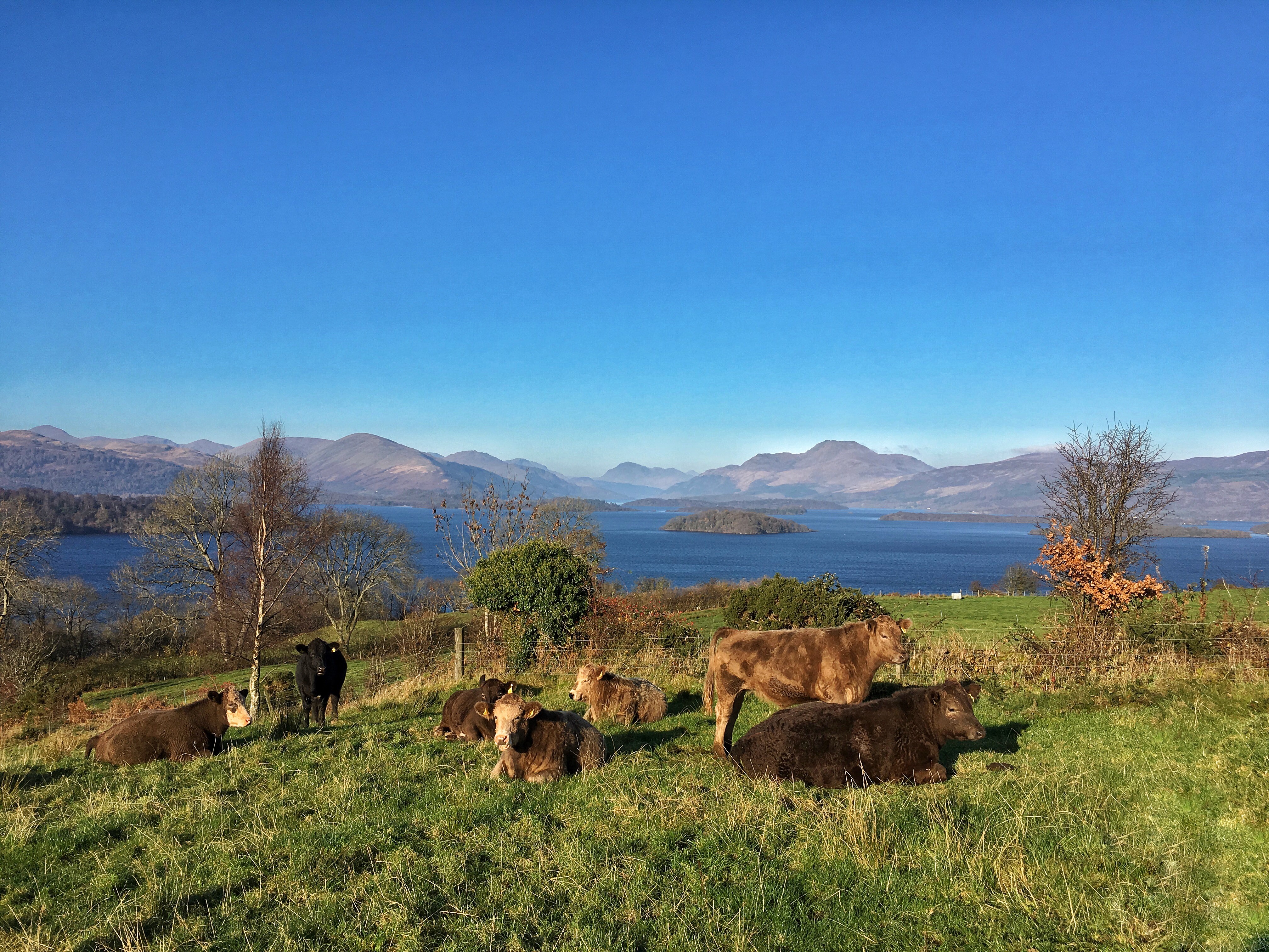 New research on climate-friendly diets