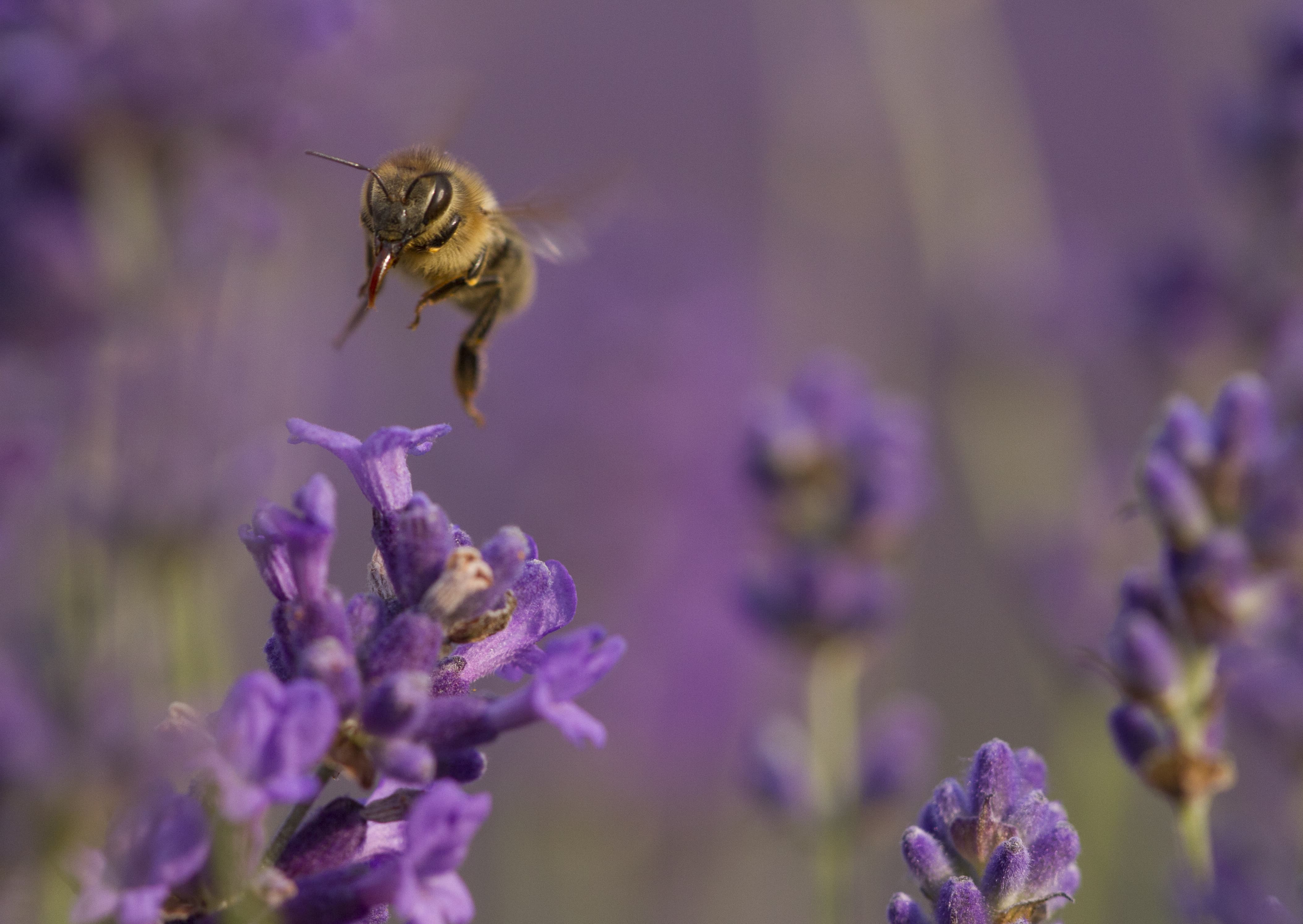 bee taking off from lavender plant