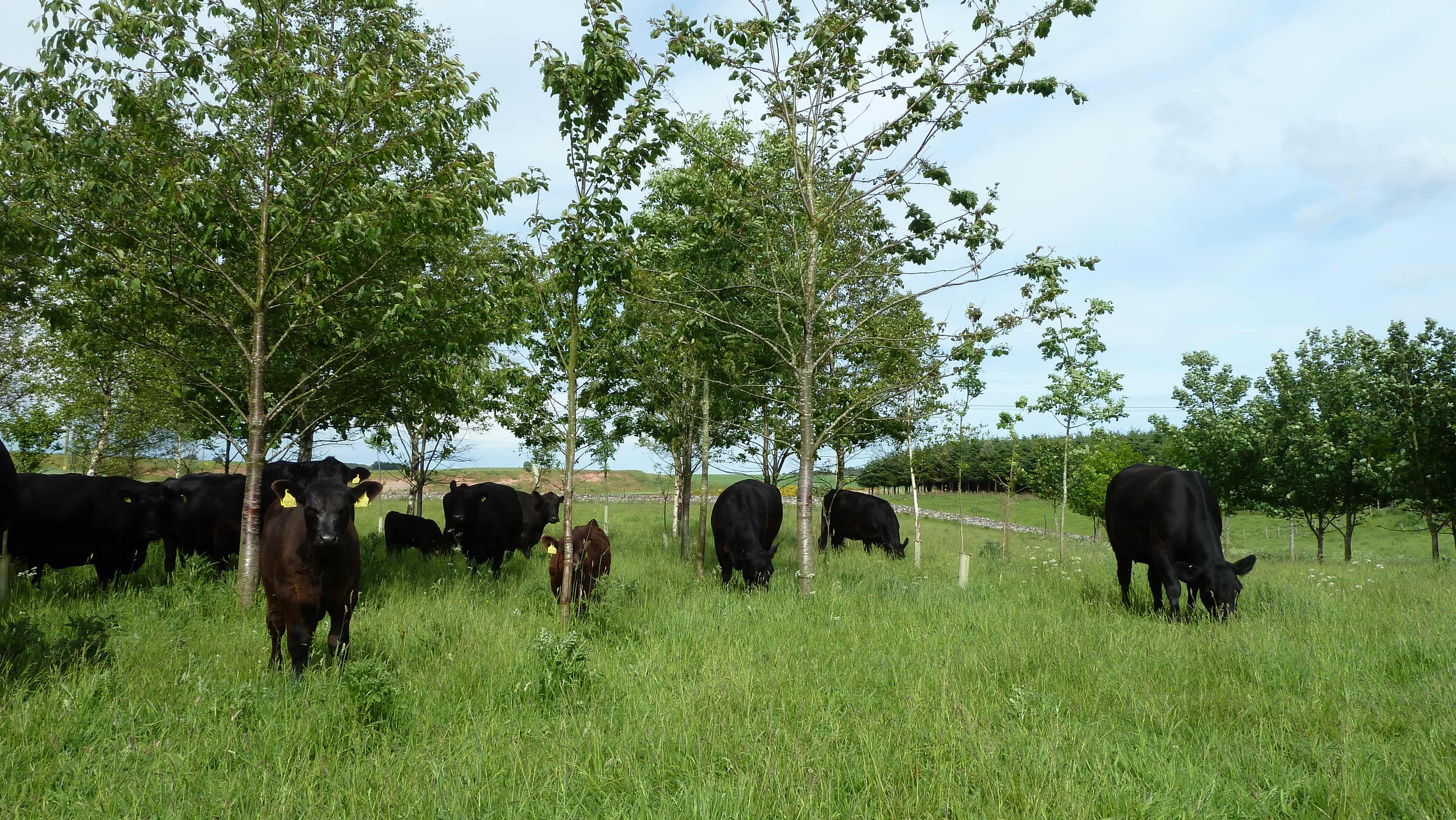 Nature-friendly farming essential for Welsh wildlife and farmers