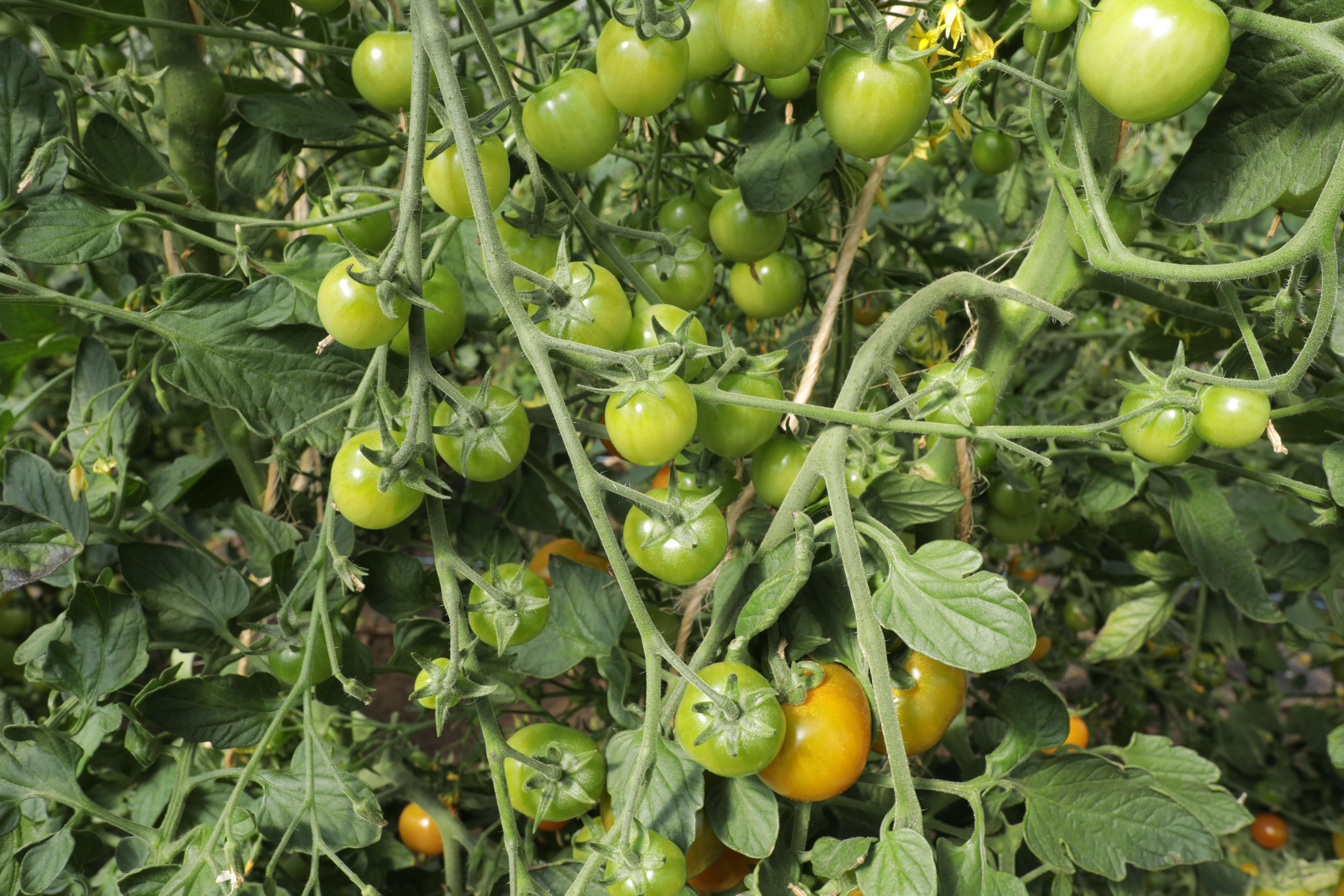 tomatoes growing on the vine