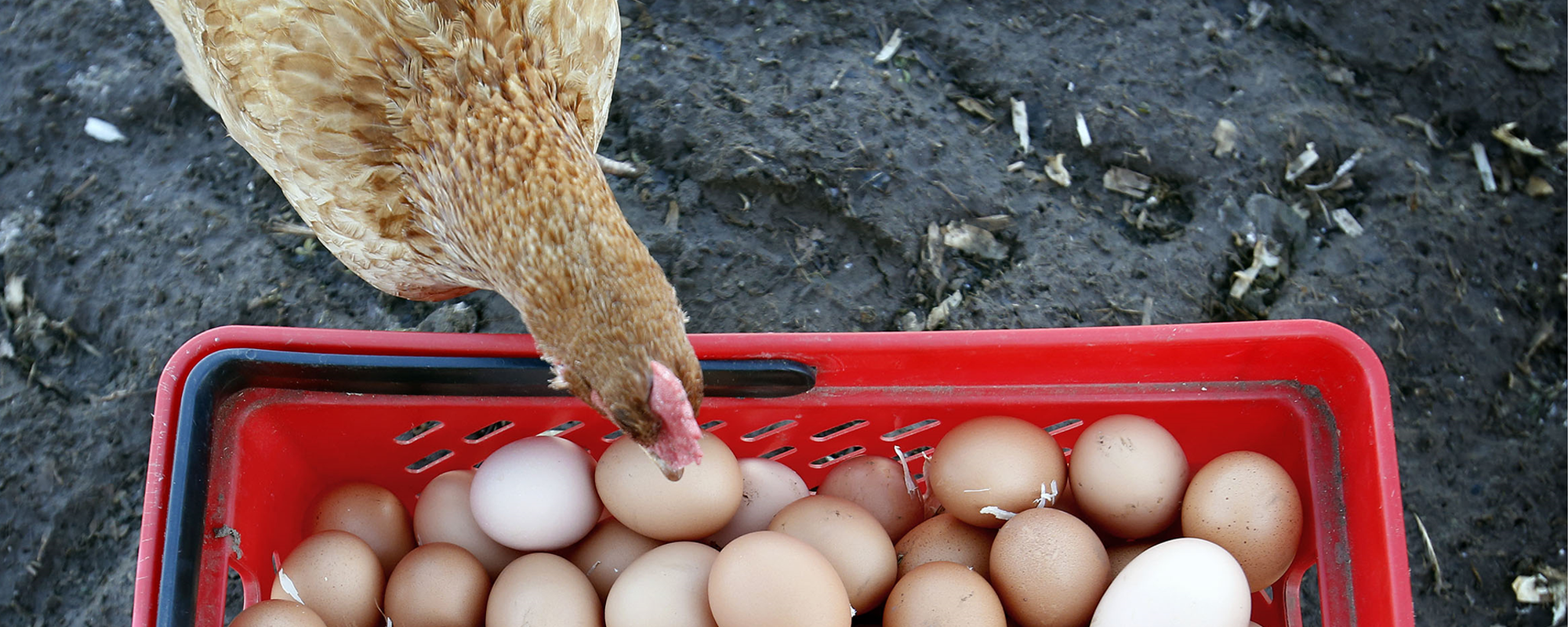 food full width east renfrewshire.png