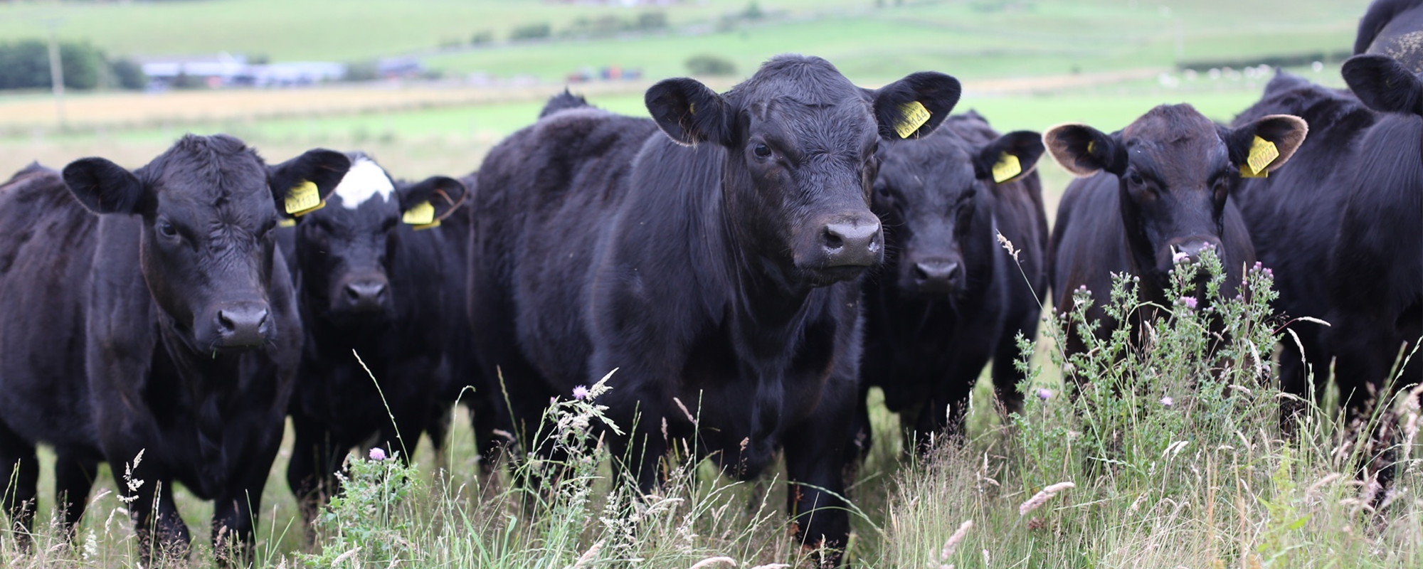 farming full width cows 2.png